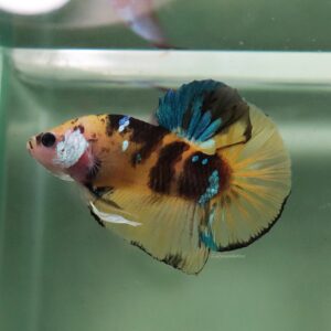 Yellow Green Koi HMPK Male