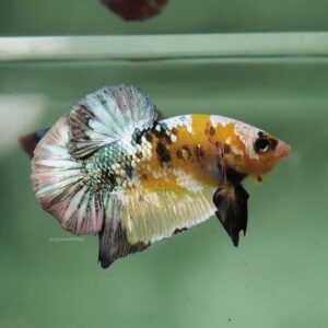 Yellow Copper HMPK Male