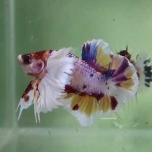 Candy Dumbo Ears Male