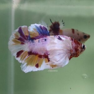 Candy Dumbo Ears Male