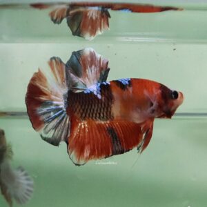 Orange Copper HMPK Male