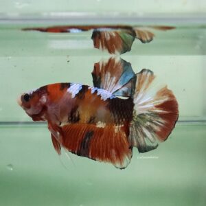 Orange Copper HMPK Male