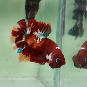 Candy HMPK Male