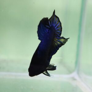 Blue Mustard HMPK Male