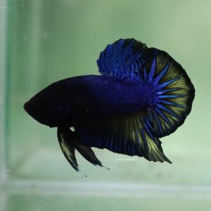 Blue Mustard HMPK Male