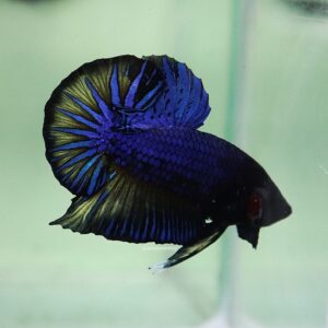 Blue Mustard HMPK Male