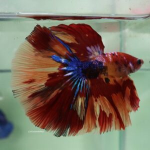 Candy Halfmoon Male