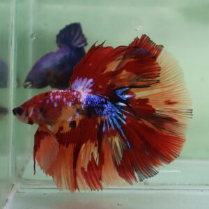 Candy Halfmoon Male