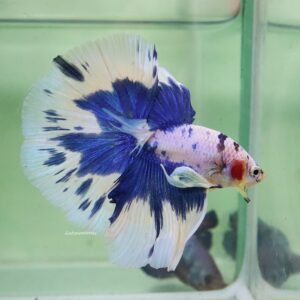 Blue Marble Halfmoon Male