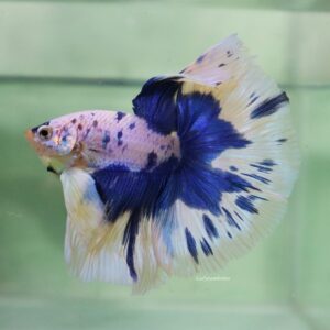 Blue Marble Halfmoon Male