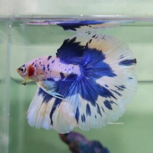 Blue Marble Halfmoon Male